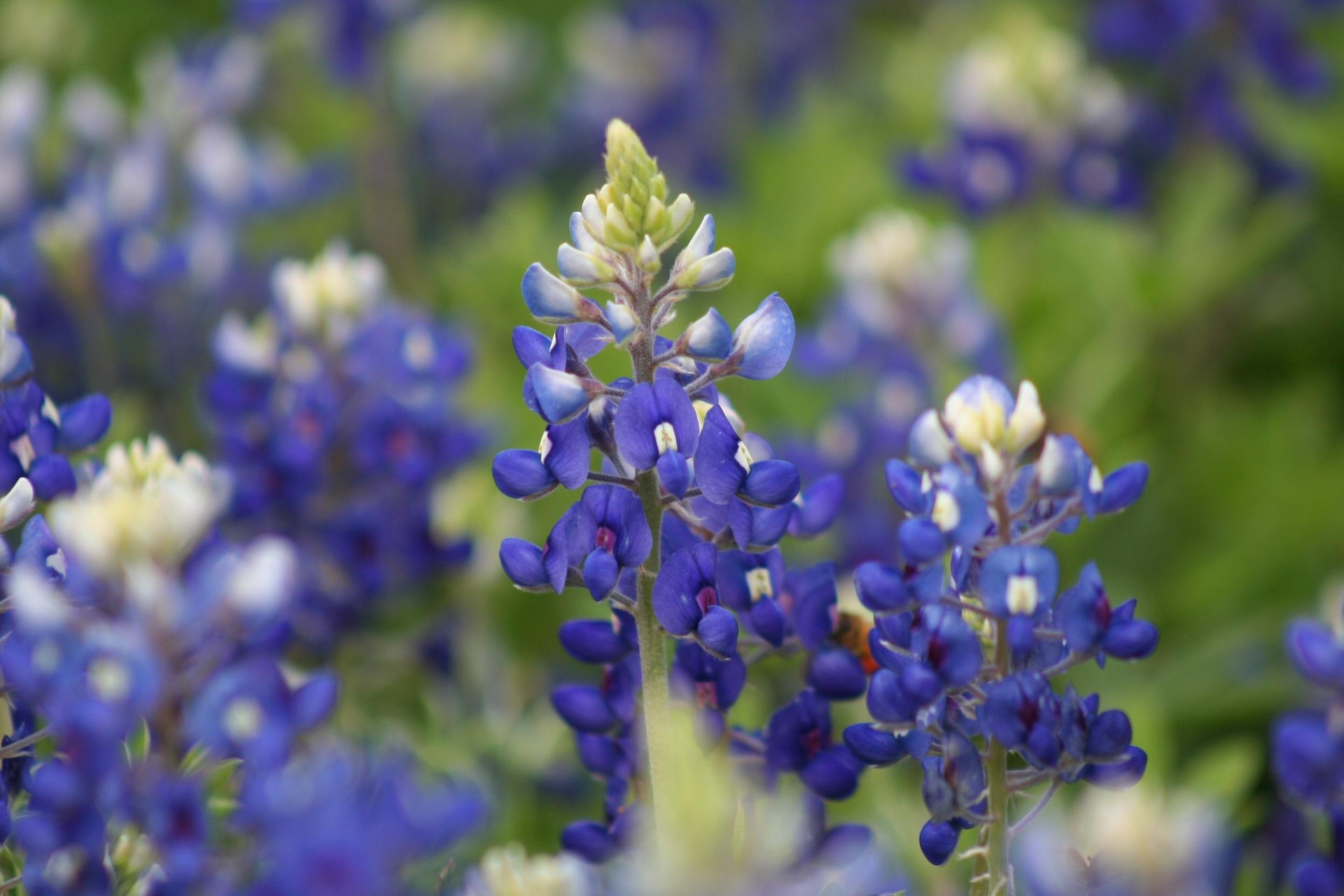 bluebonnets-2433508_1920 Close-up of blooming Texas bluebonnet flowers in spring light