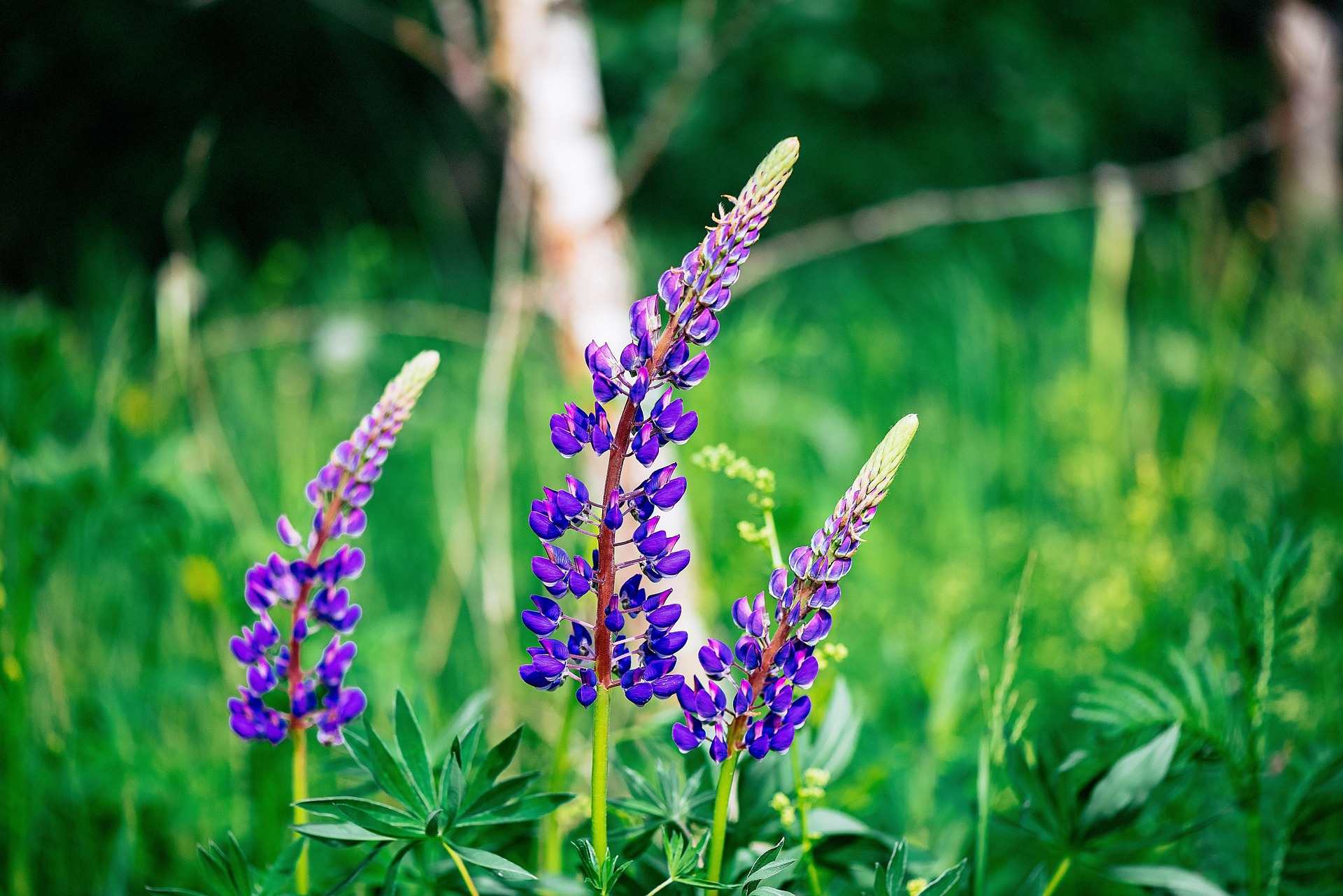 lupine-7284729_1920 Texas bluebonnet flowers close-up in vibrant green spring meadow
