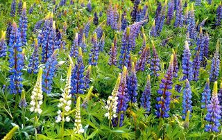 Texas bluebonnet flowers blooming in a lush green field during spring