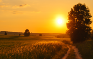 Golden hour sunlight casting warm light over a winding path through tall grass and wildflowers in a peaceful rural landscape