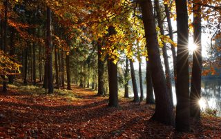 Autumn sunlight filtering through colorful trees in a quiet forest near a reflective lake, creating a warm and peaceful atmosphere.